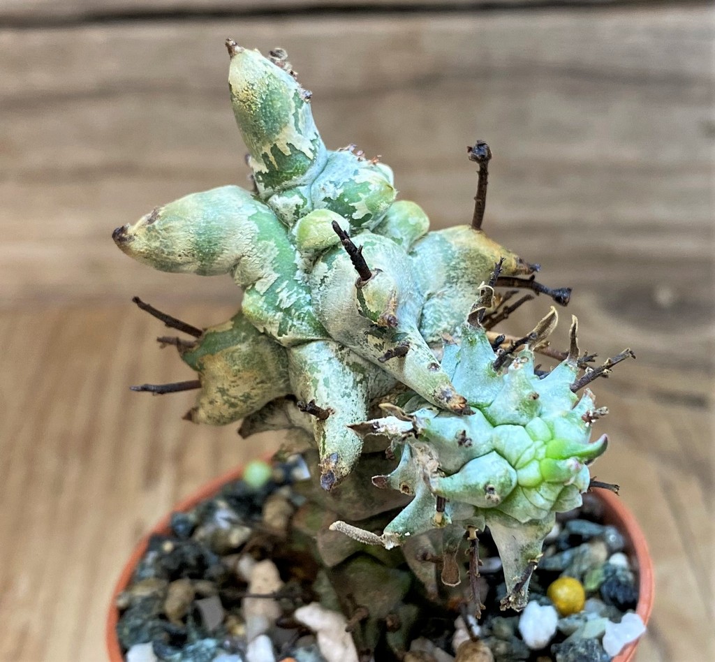 SH26058 Euphorbia horrida f. monstruosa