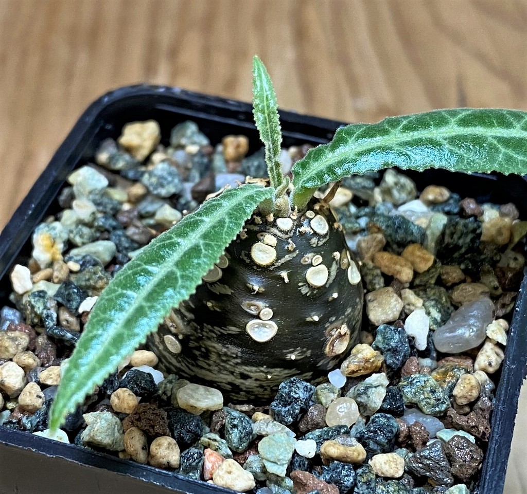 SH26061 Dorstenia lancifolia - Image 2