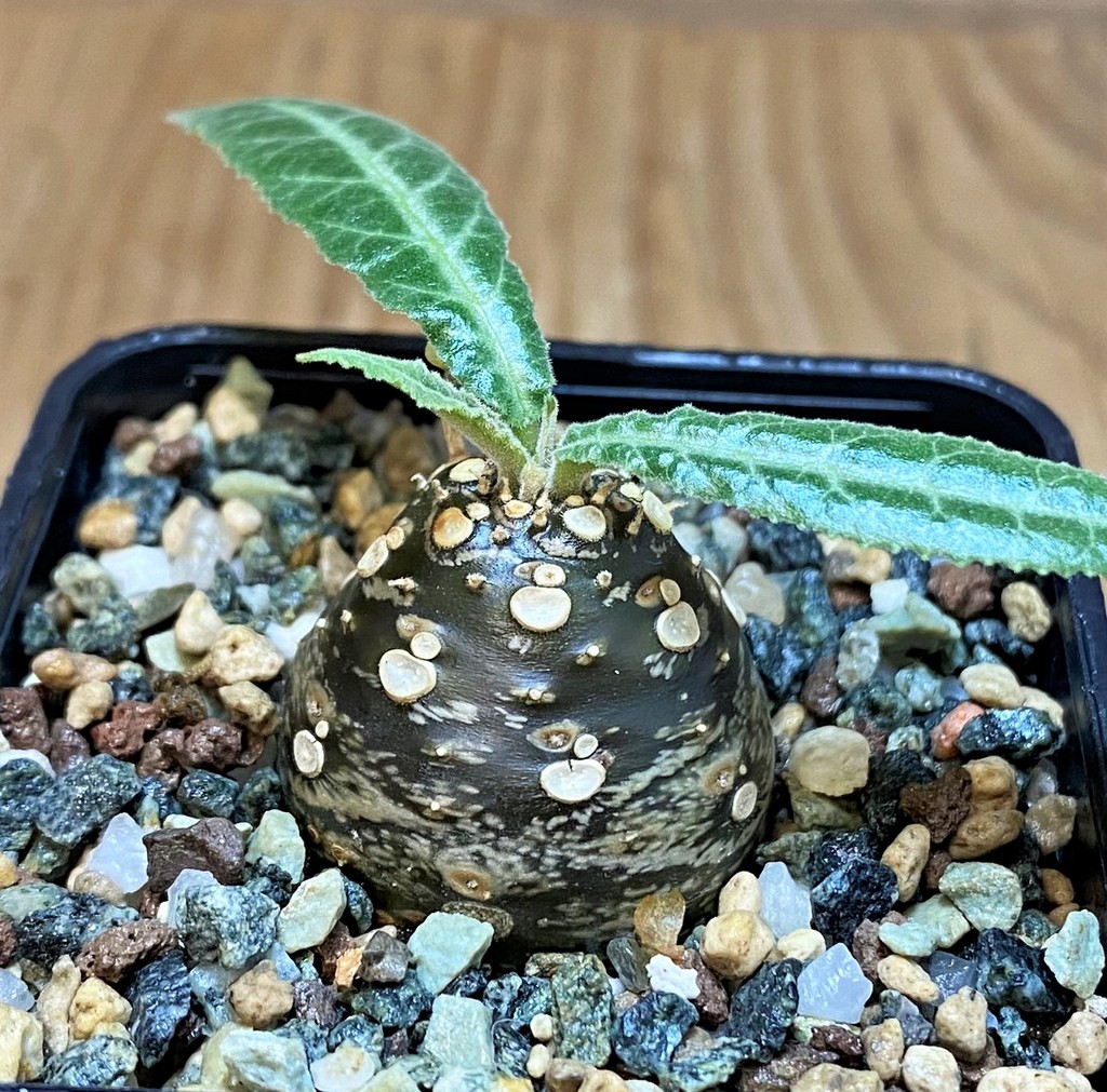 SH26061 Dorstenia lancifolia