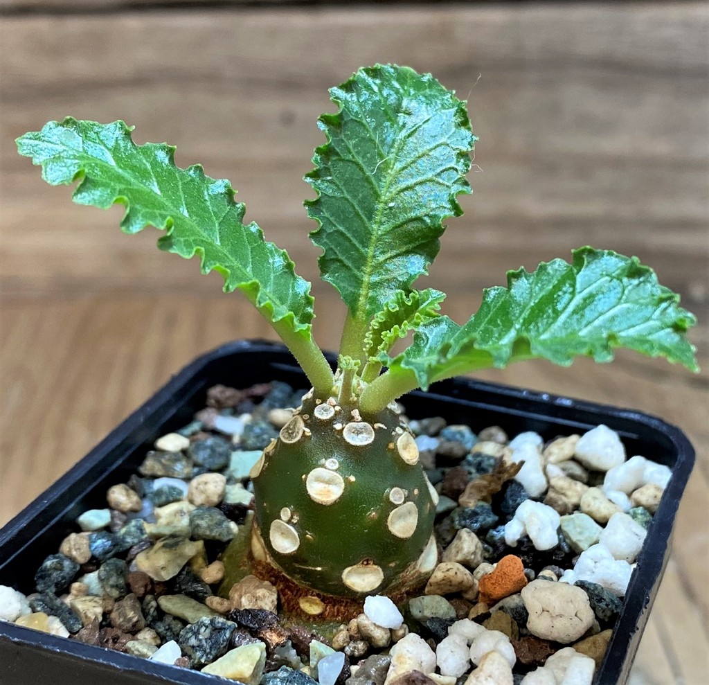 SH26062 Dorstenia horwoodii - Image 2