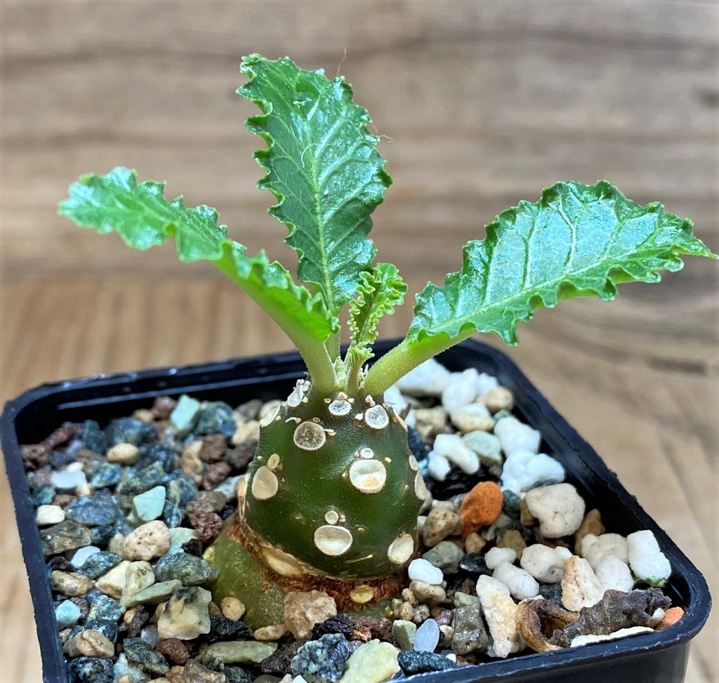 SH26062 Dorstenia horwoodii
