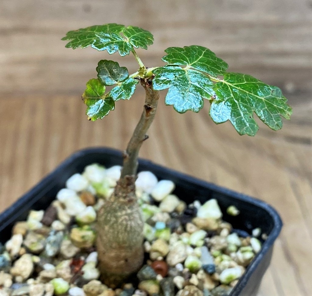 SH26063 Boswellia dioscoridis