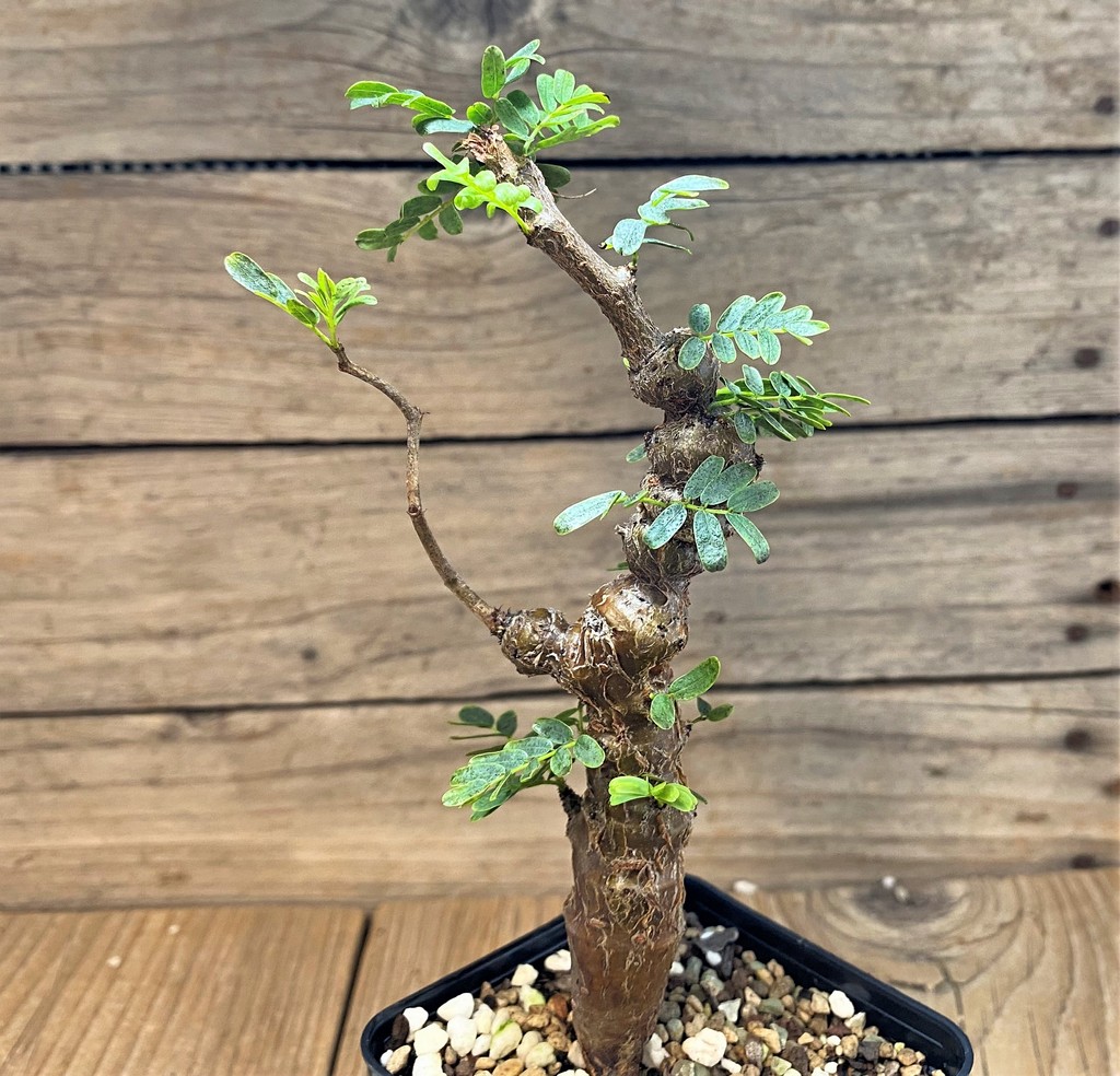SH26070 Senna meridionalis - Image 2