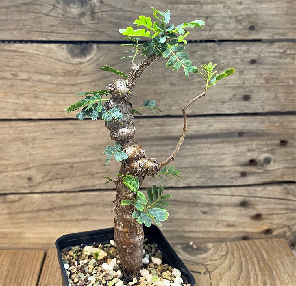 SH26070 Senna meridionalis