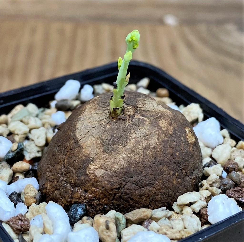 SH26072 Stephania erecta