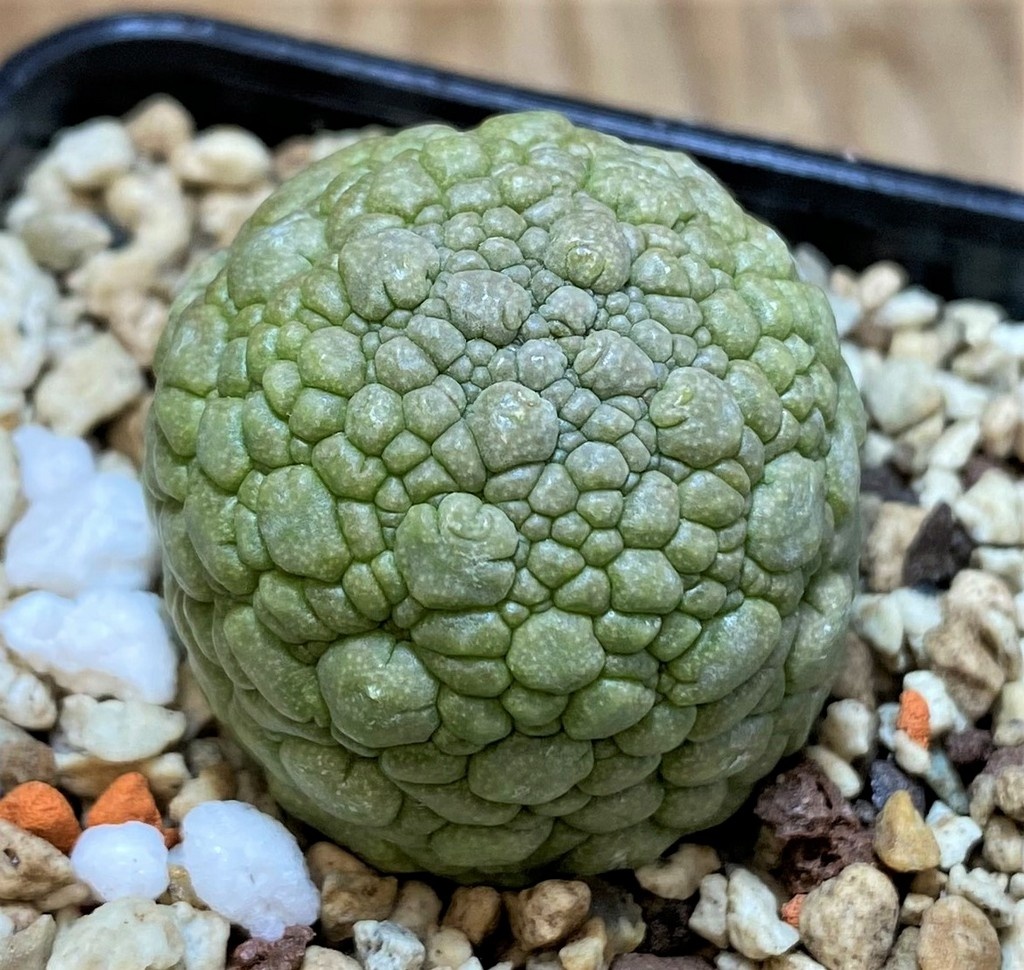 SH26074 Pseudolithos migiurtinus