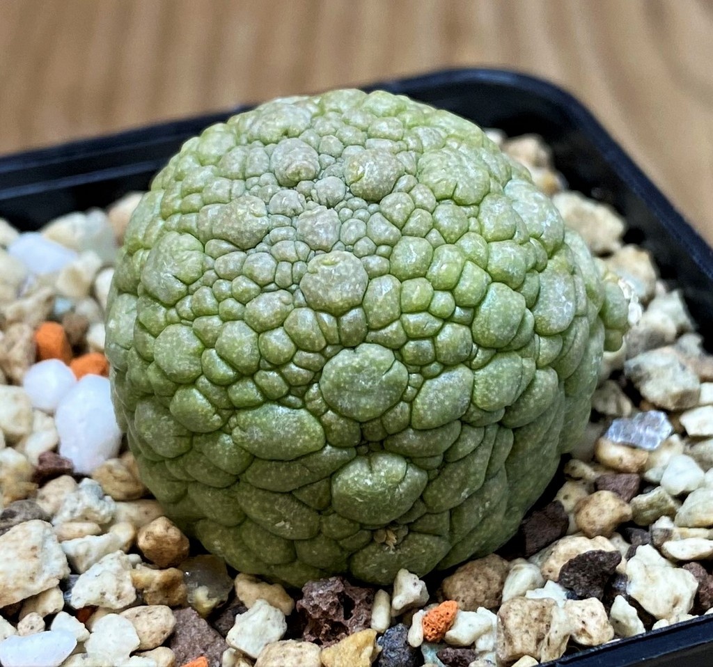 SH26074 Pseudolithos migiurtinus - Image 2