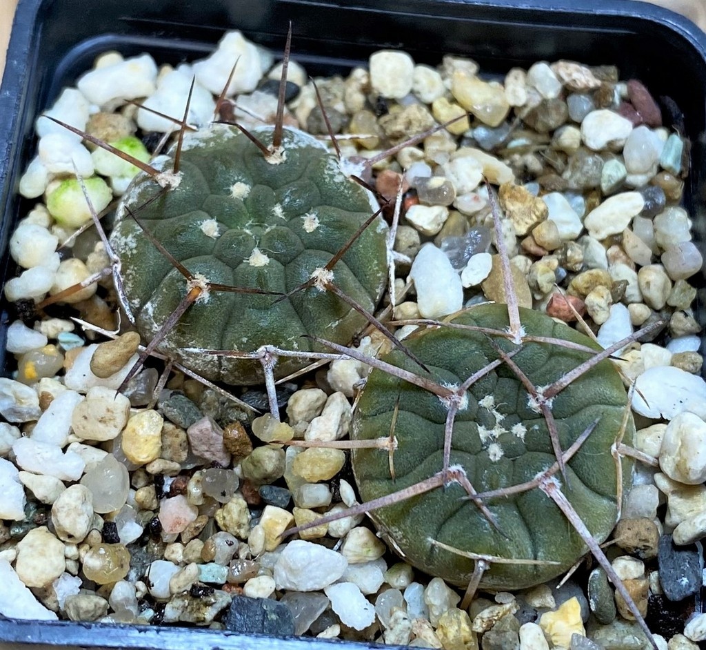 SH26080 Gymnocalycium bodenbenderianum x riojense v. sanjuanense VG233