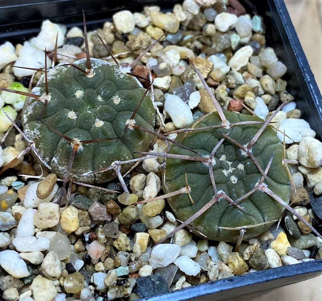 SH26080 Gymnocalycium bodenbenderianum x riojense v. sanjuanense VG233 - Image 2