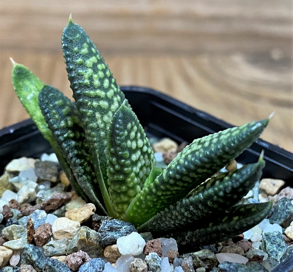 SH26028 Haworthia pumila x koelmaniorum - Image 2