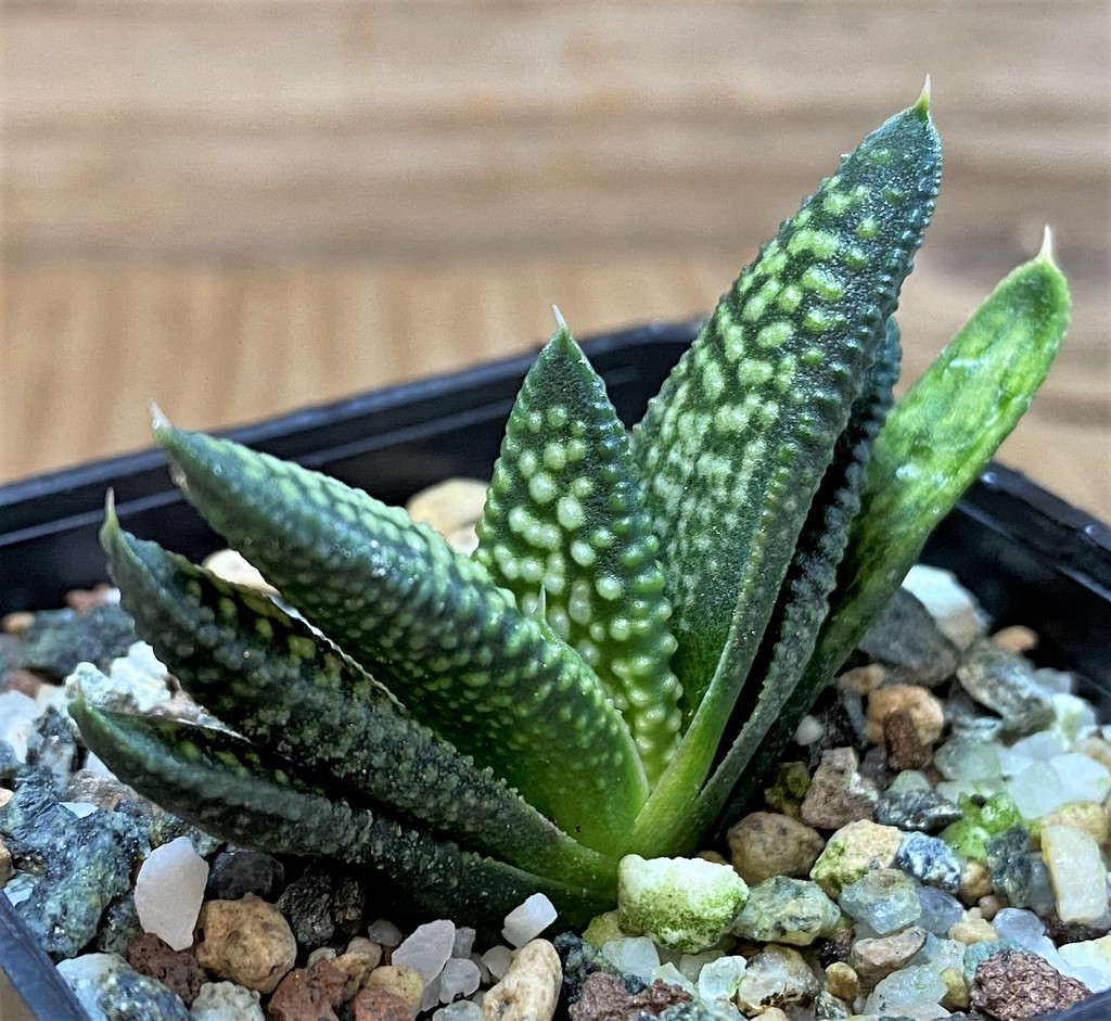 SH26028 Haworthia pumila x koelmaniorum