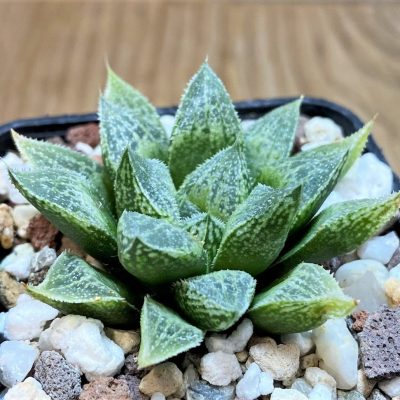 SH26031 Haworthia HS-5 'Silver King'