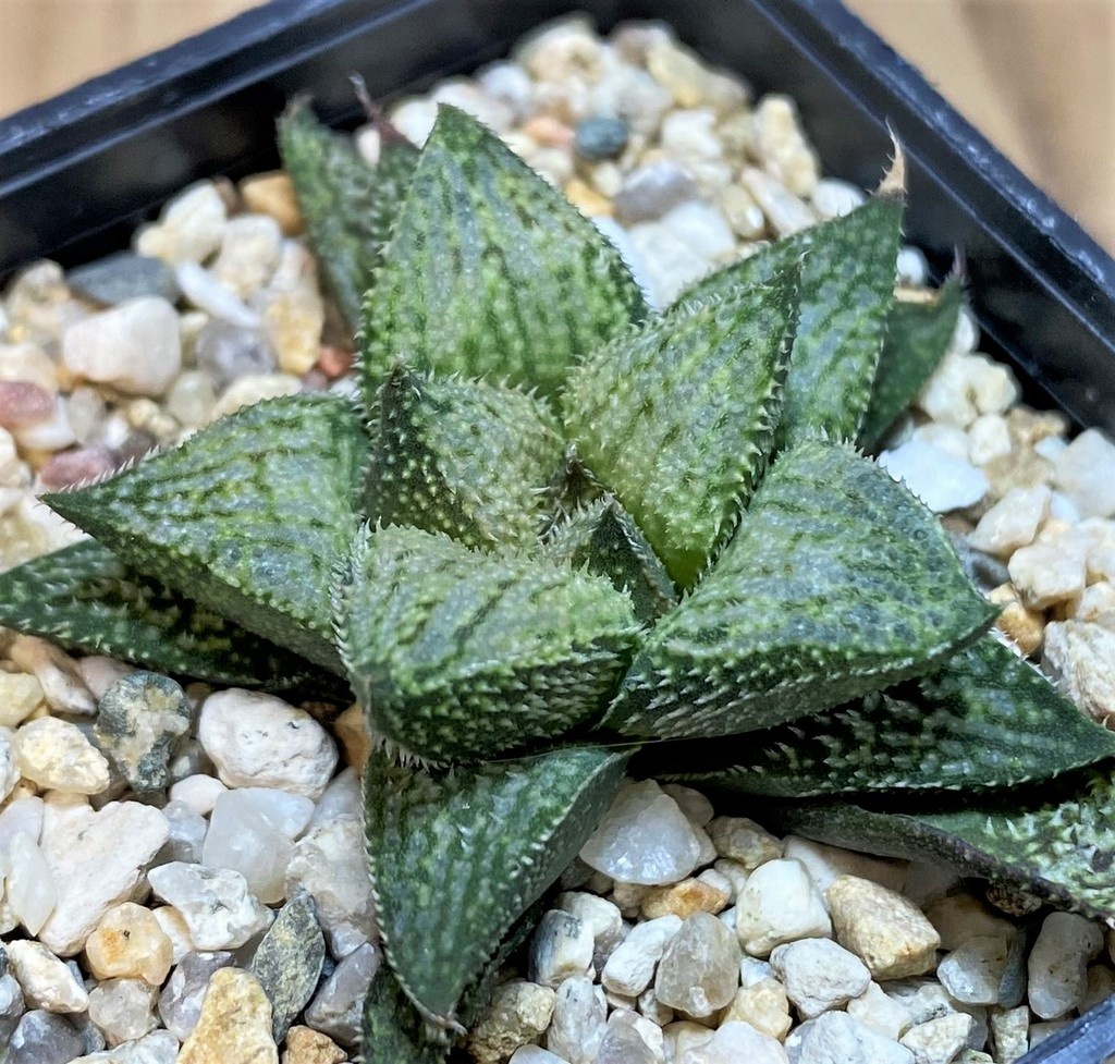 SH26032 Haworthia splendens hybrid