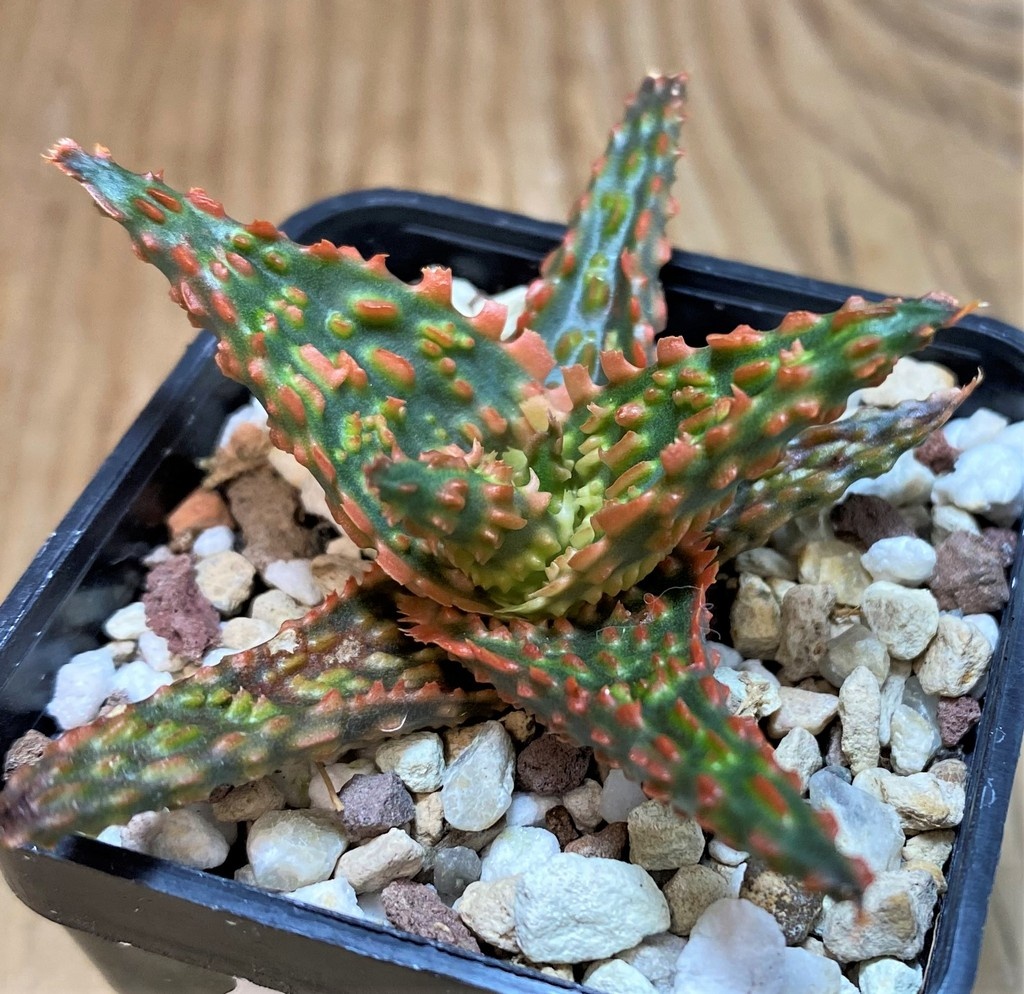 SH26022 Aloe TCT hybrid - Image 2