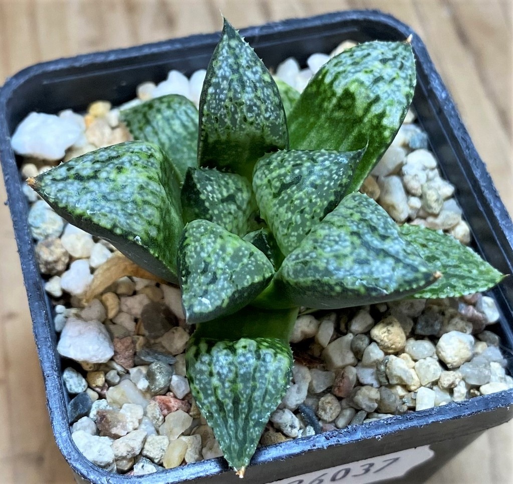 SH26037 Haworthia picta -Japan- - Image 2