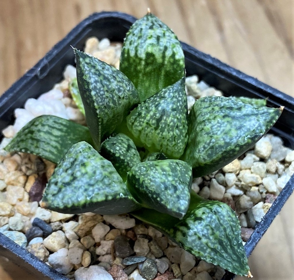 SH26037 Haworthia picta -Japan-