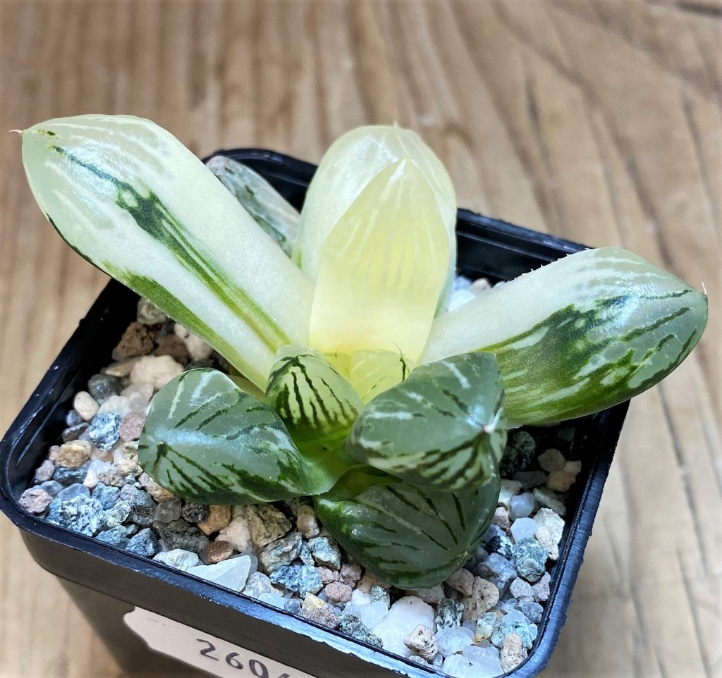 SH26040 Haworthia obtusa f. variegata - Image 2