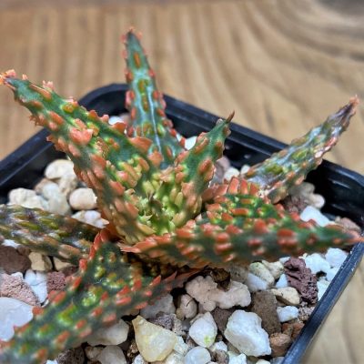 SH26022 Aloe TCT hybrid