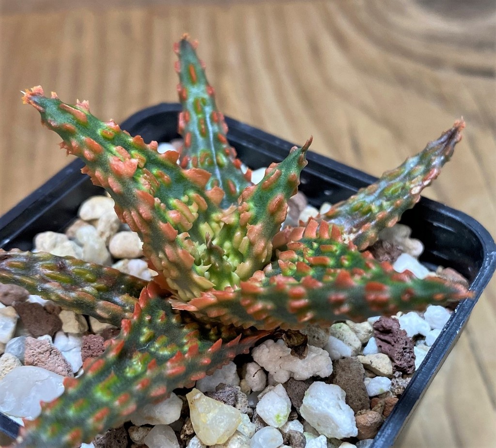 SH26022 Aloe TCT hybrid