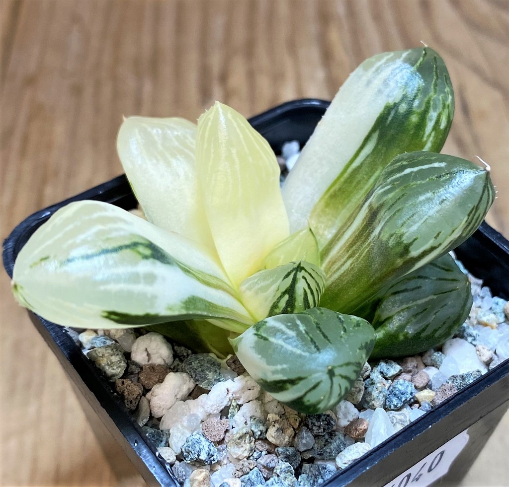 SH26040 Haworthia obtusa f. variegata
