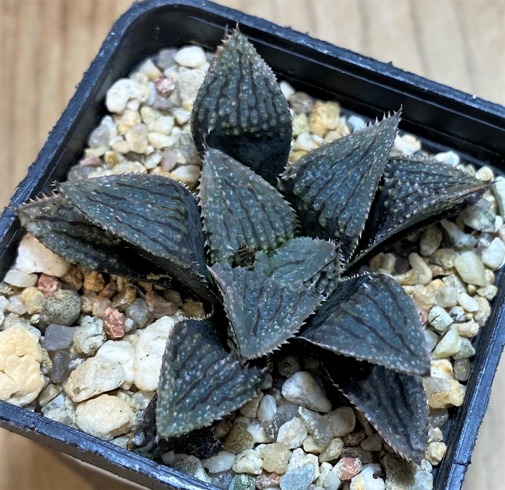 SH26041 Haworthia HCNX-7, ex Cactus Nishi