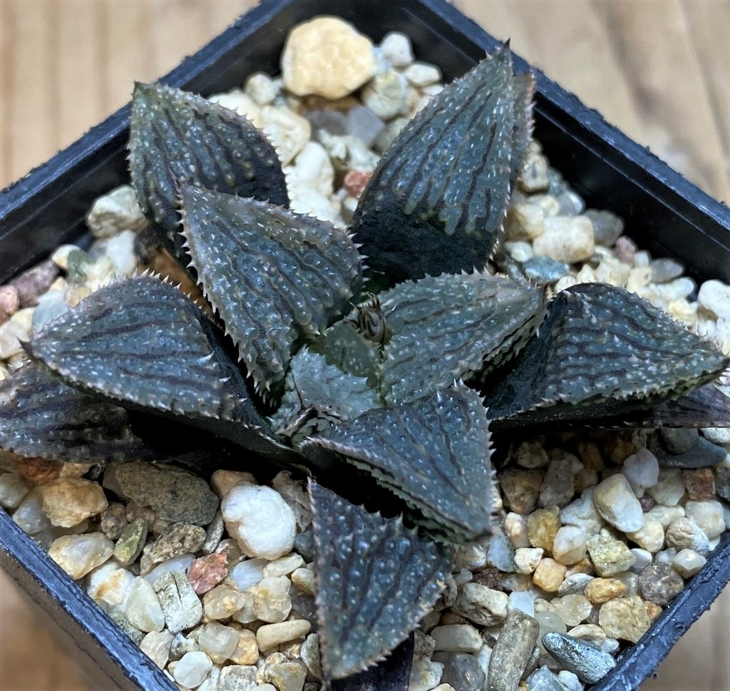 SH26041 Haworthia HCNX-7, ex Cactus Nishi - Image 2