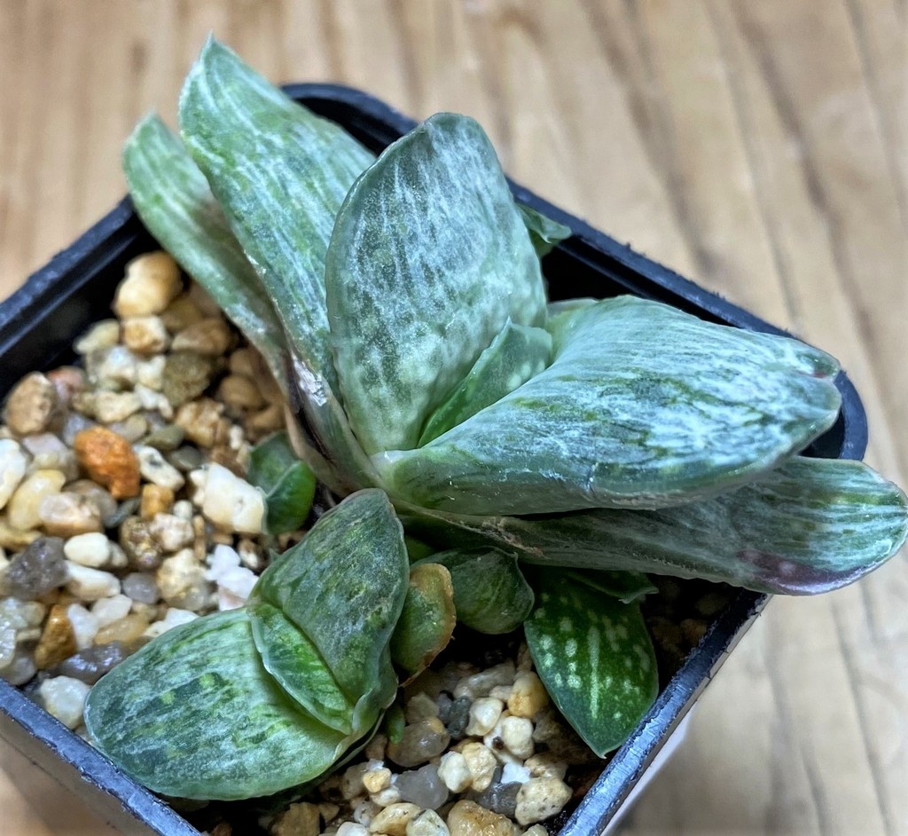SH26046 Gasteria nigricans f. variegata - Image 2