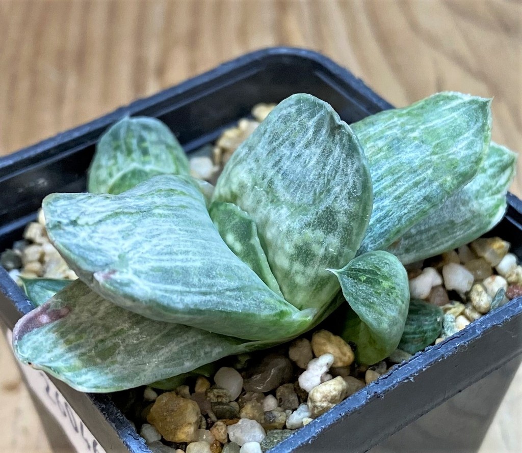 SH26046 Gasteria nigricans f. variegata