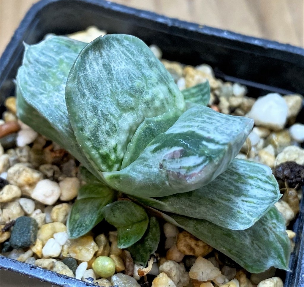 SH26047 Gasteria nigricans f. variegata - Image 2