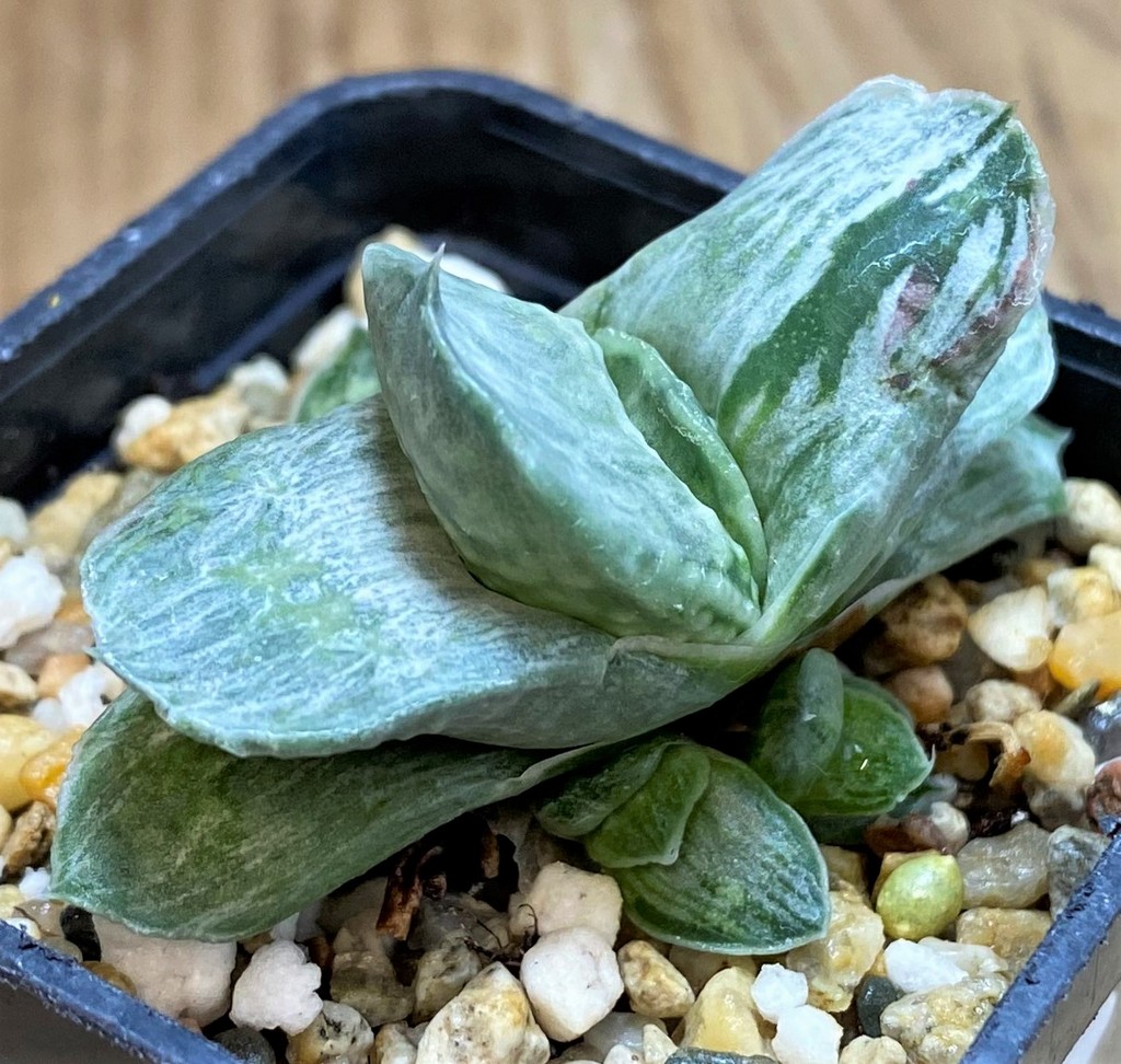 SH26047 Gasteria nigricans f. variegata