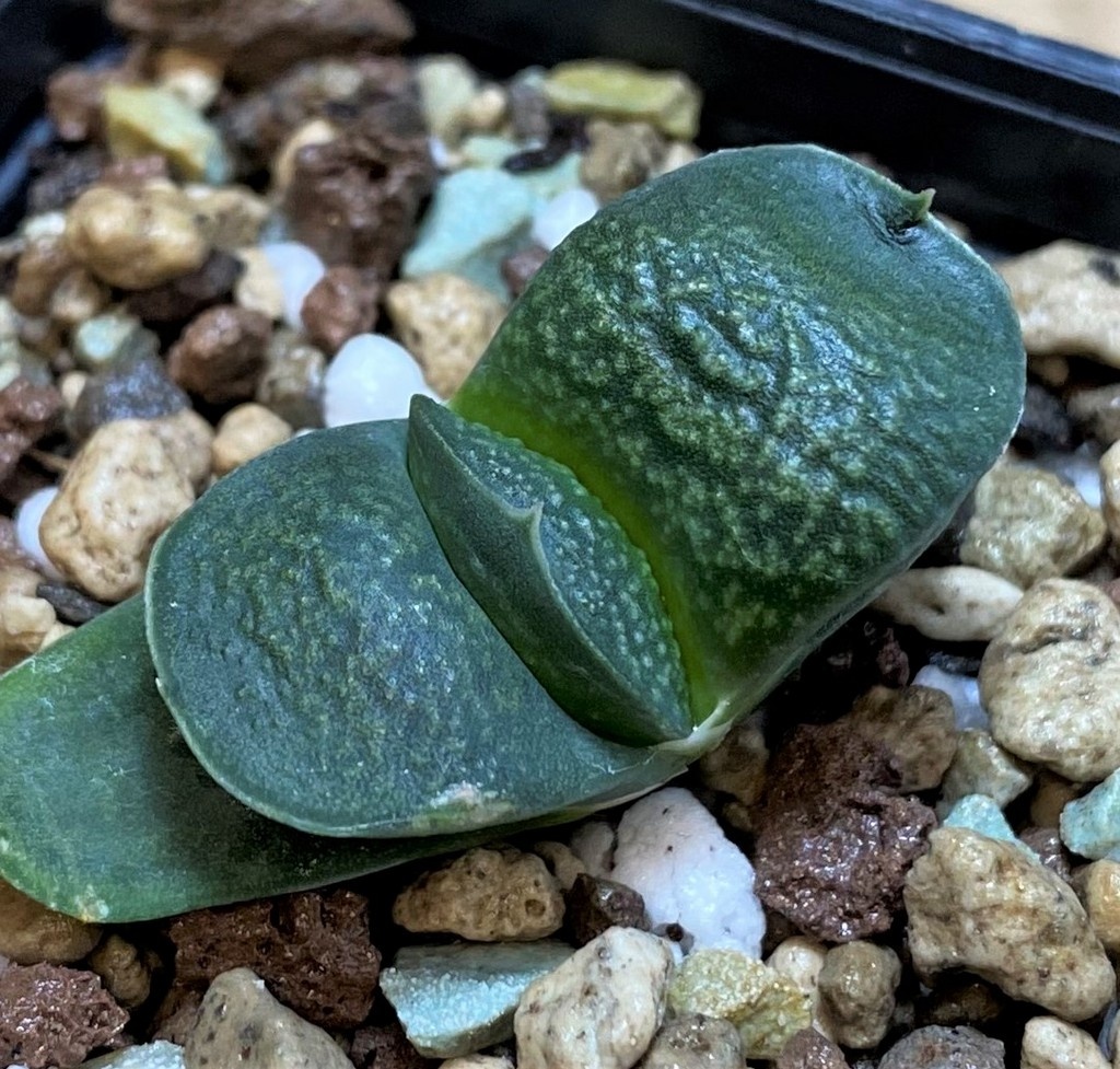 SH26048 Gasteria armstrongii 'Fernwood' SH