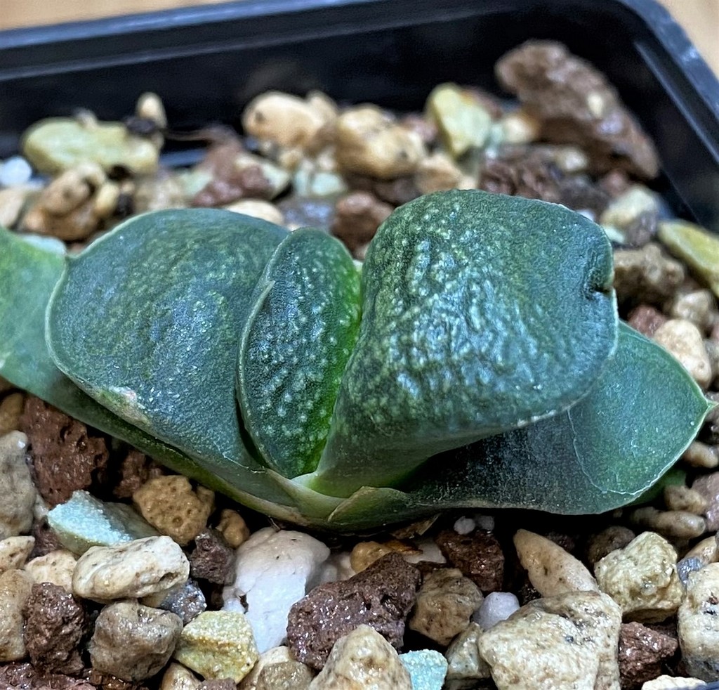 SH26048 Gasteria armstrongii 'Fernwood' SH - Image 2
