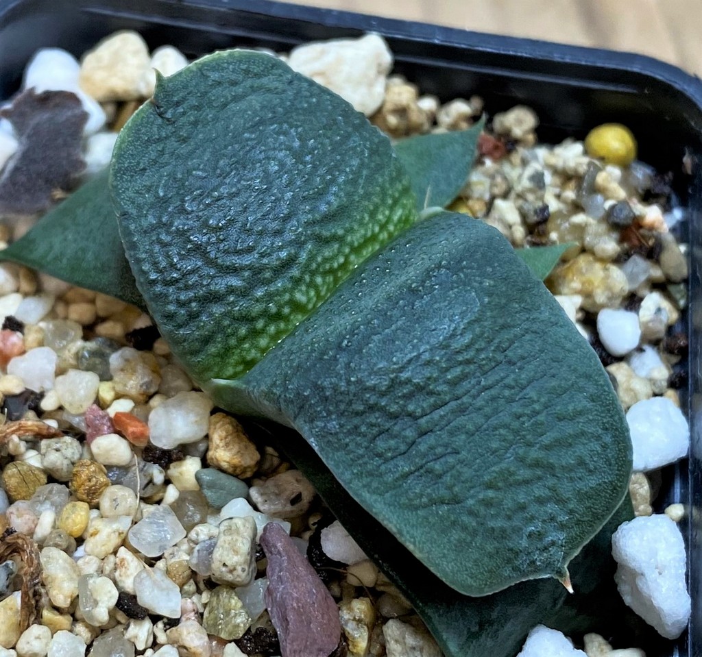 SH26049 Gasteria armstrongii
