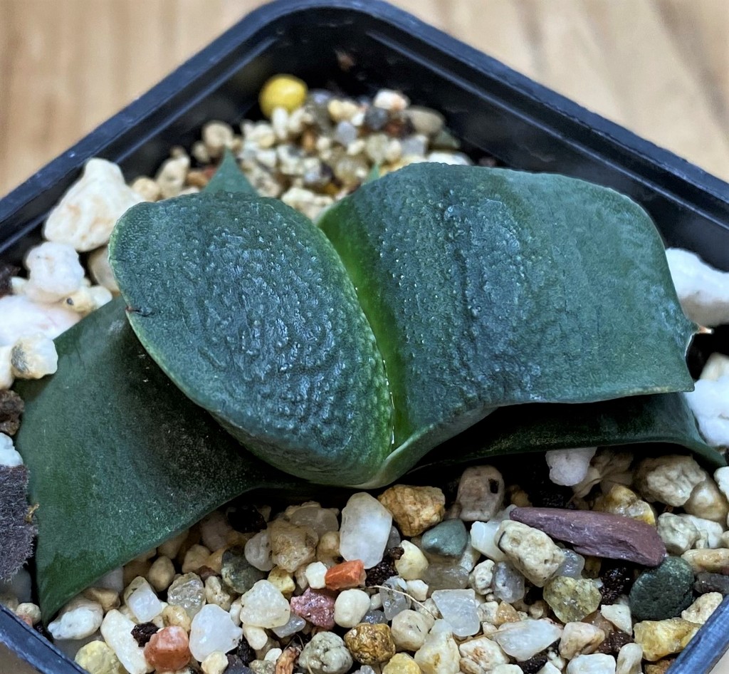 SH26049 Gasteria armstrongii - Image 2