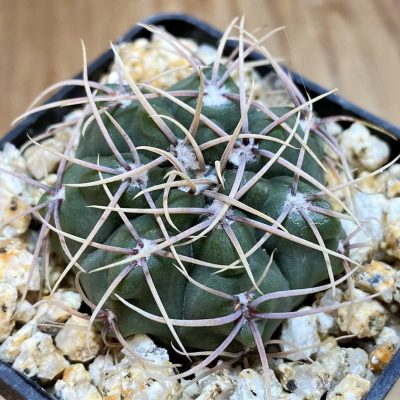 YAR26086 Gymnocalycium aff. mucidum VG308