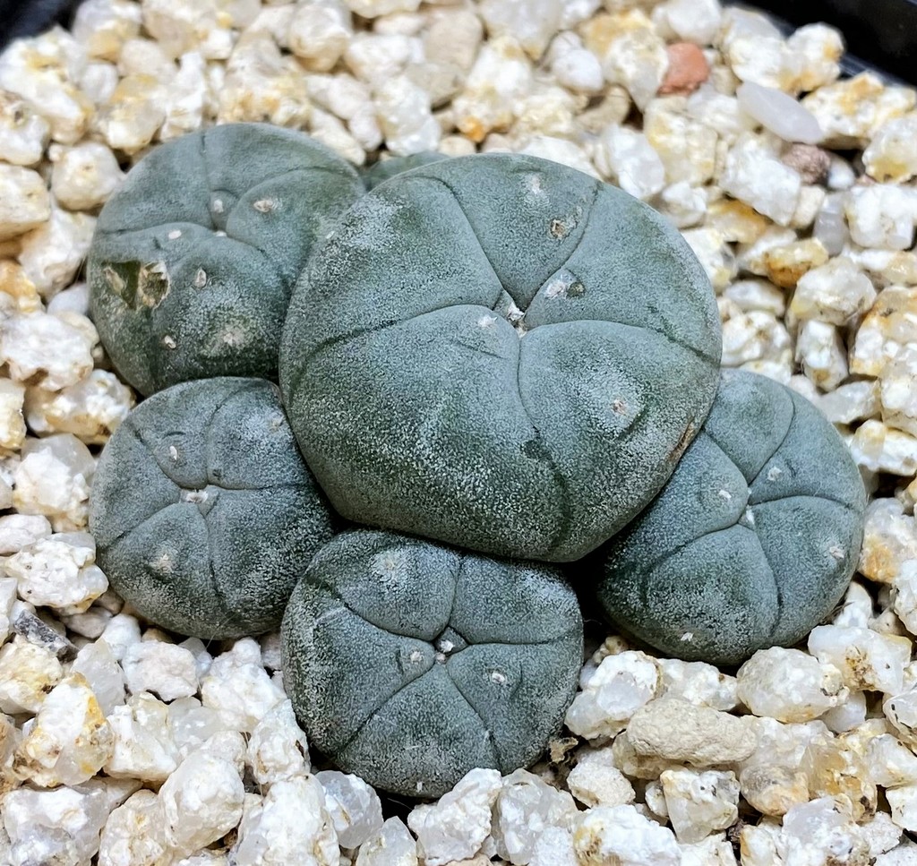 YAR26093 Anhalonium caespitosa REP2293, seedling