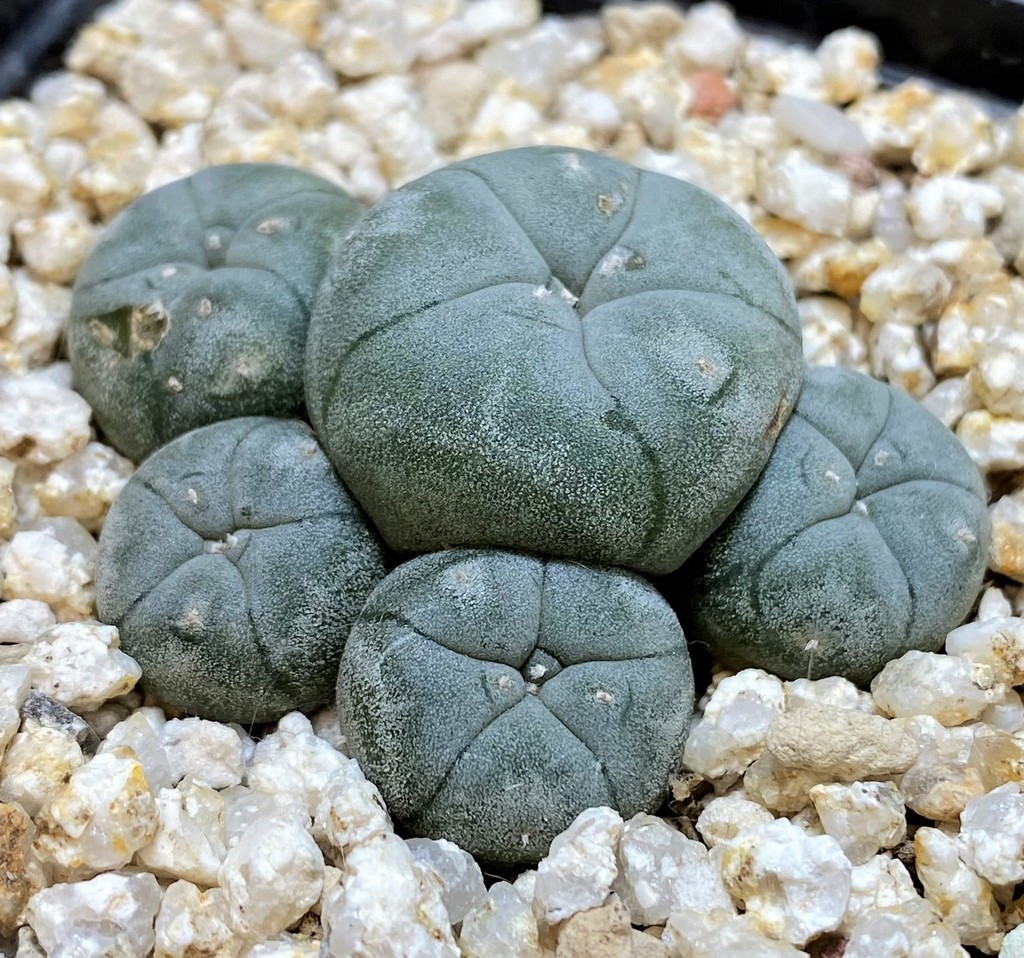 YAR26093 Anhalonium caespitosa REP2293, seedling - Image 3