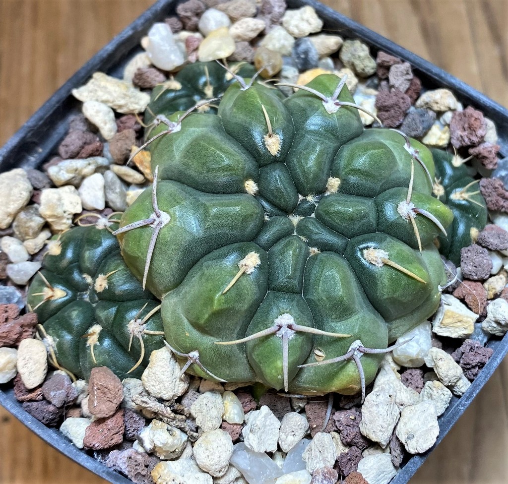 YAR26094 Gymnocalycium uruguayense - Image 3