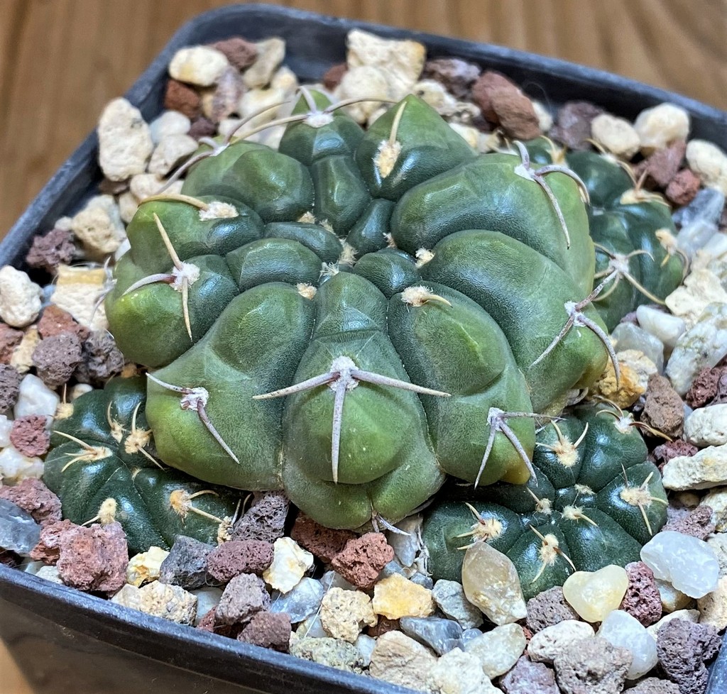 YAR26094 Gymnocalycium uruguayense - Image 2