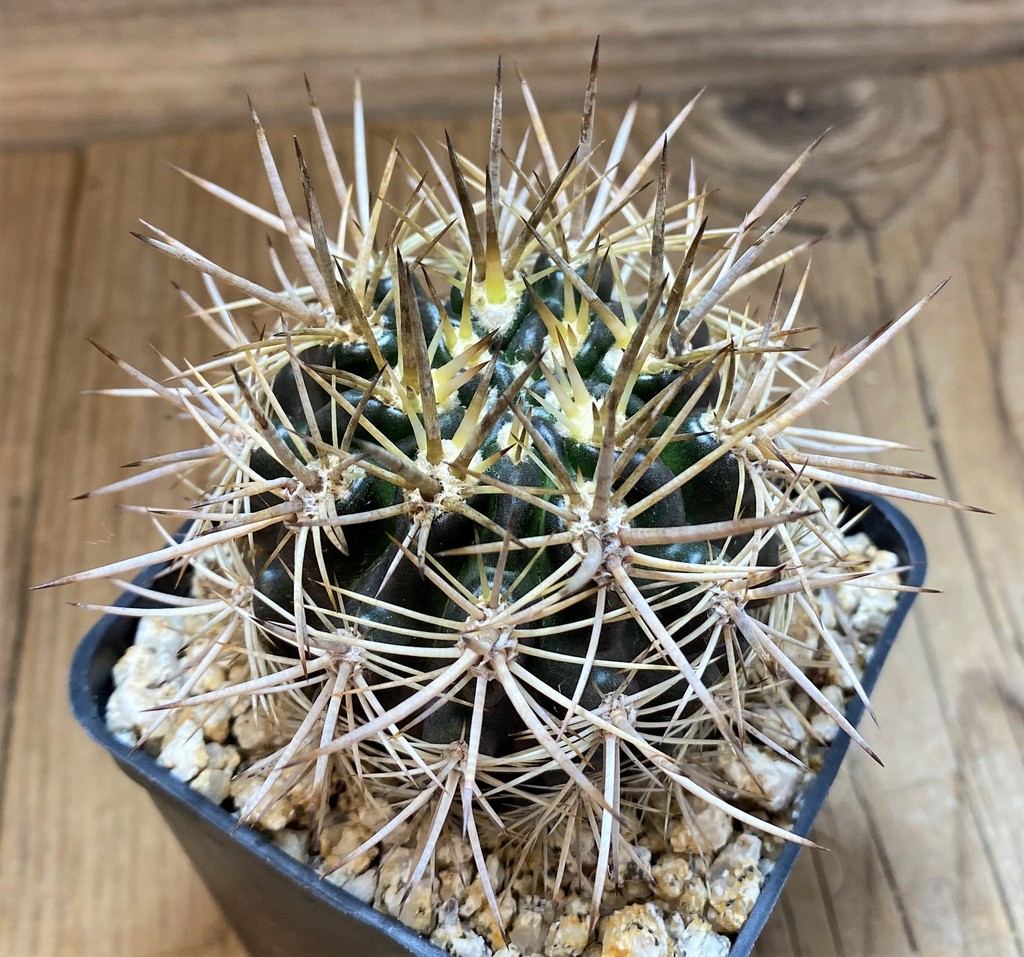 YAR26095 Eriosyce subgibbosa v. nigrihorrida
