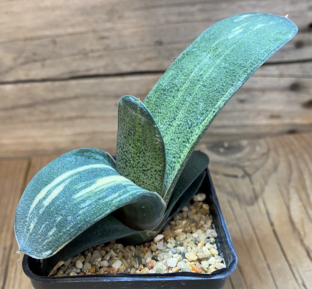 SH26164 Gasteria hybrid f. variegata - Image 2