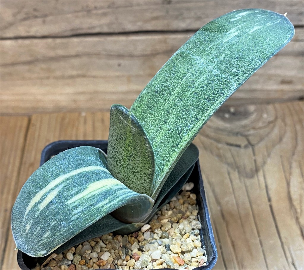 SH26164 Gasteria hybrid f. variegata