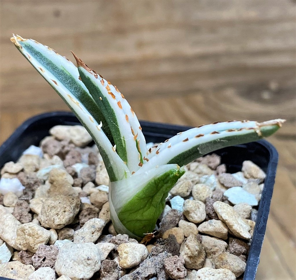 SH26168 Agave victoriae-reginae 'White Rhino' - Image 2