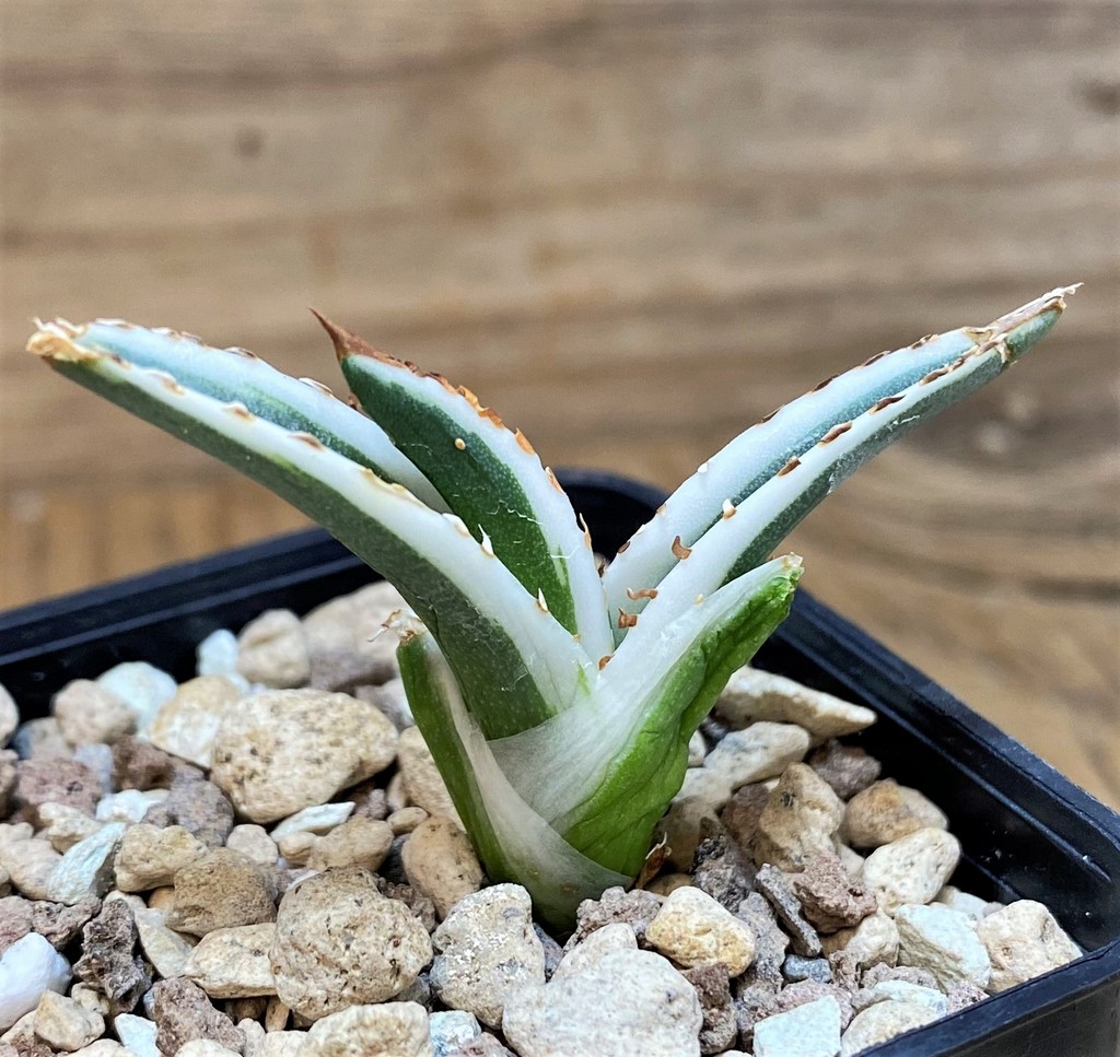 SH26168 Agave victoriae-reginae 'White Rhino'