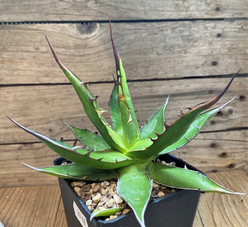 SH26169 Agave horrida - Image 2