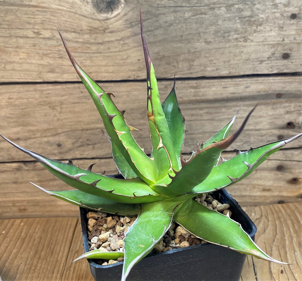 SH26169 Agave horrida