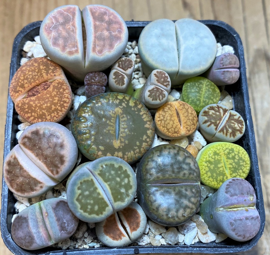 SH26129 Lithops mix