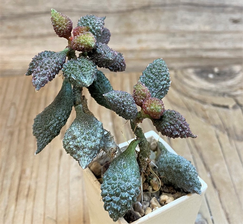 SH26174 Adromischus marianae f. herrei - Image 2