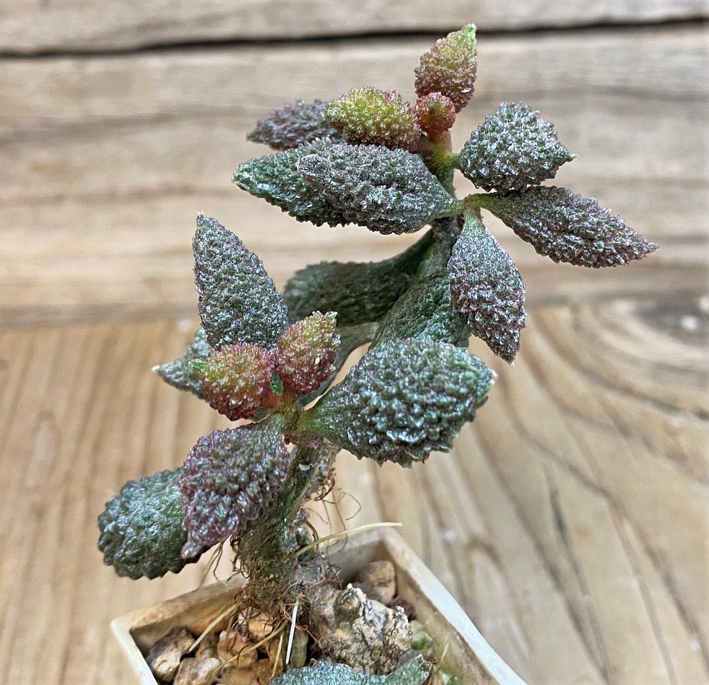 SH26174 Adromischus marianae f. herrei