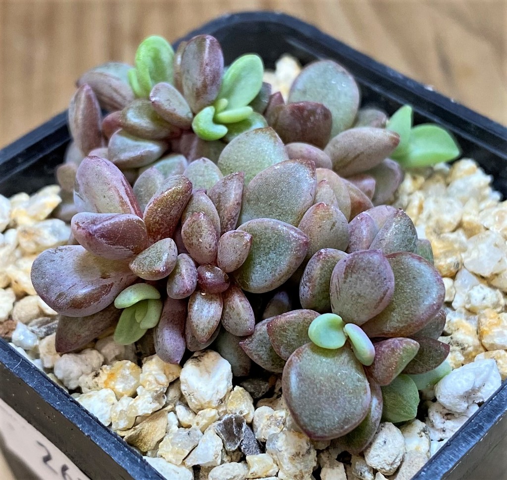 SH26176 Echeveria ‘Rezry’ - Image 3